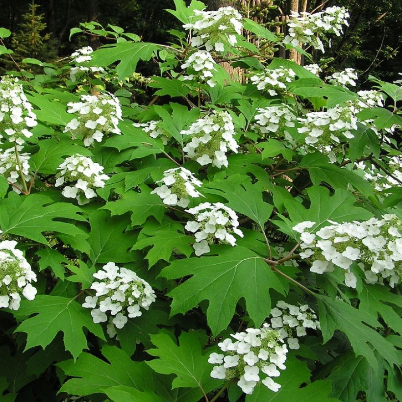 Hydrangea quercifolia Bultinks Giant Flowers - Ortensia a foglie di quercia (Porto)