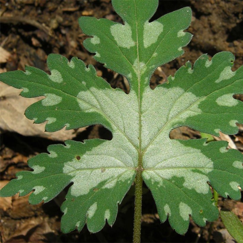 Hydrophyllum canadense (Fogliame)