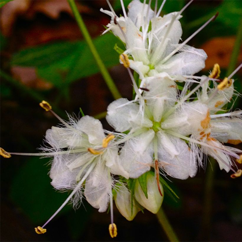 Hydrophyllum canadense (Fioritura)