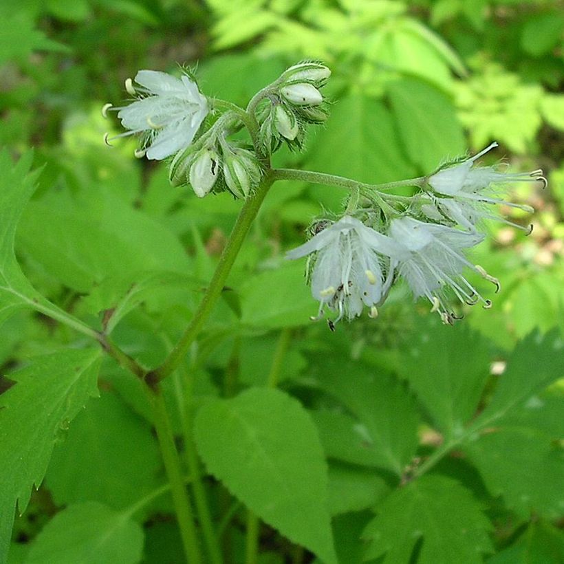 Hydrophyllum virginianum - Hydrophylle de Virginie (Fioritura)