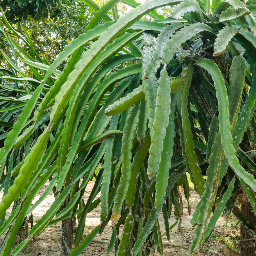 Hylocereus undatus - Pitaya (Fogliame)