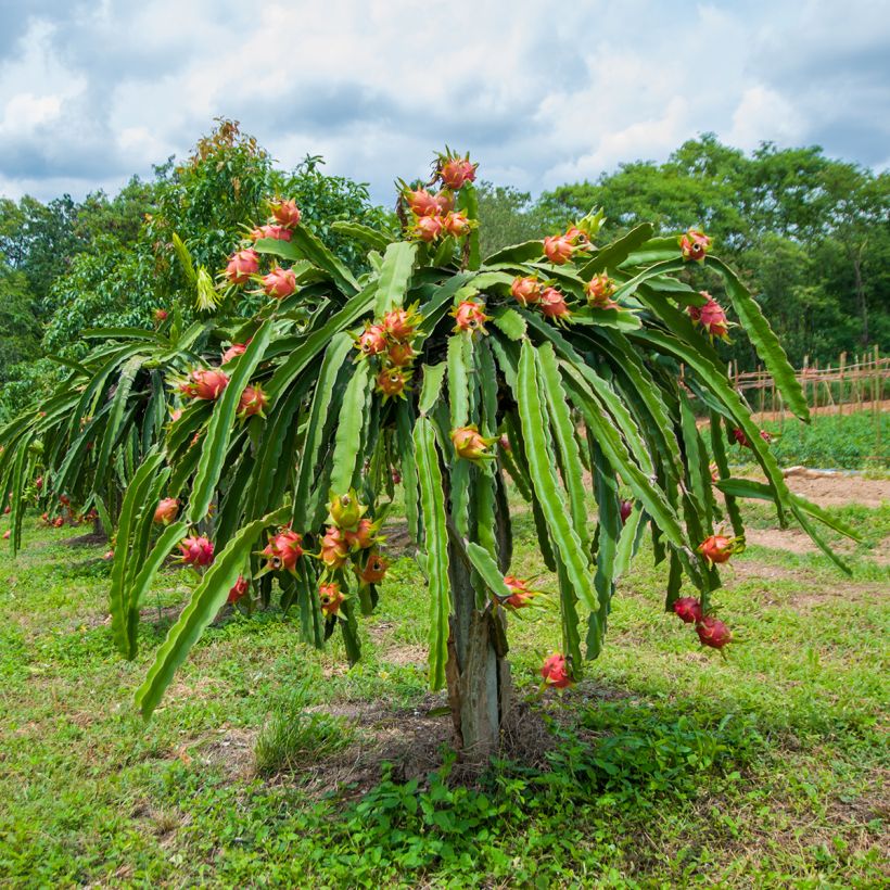 Hylocereus undatus - Pitaya (Porto)