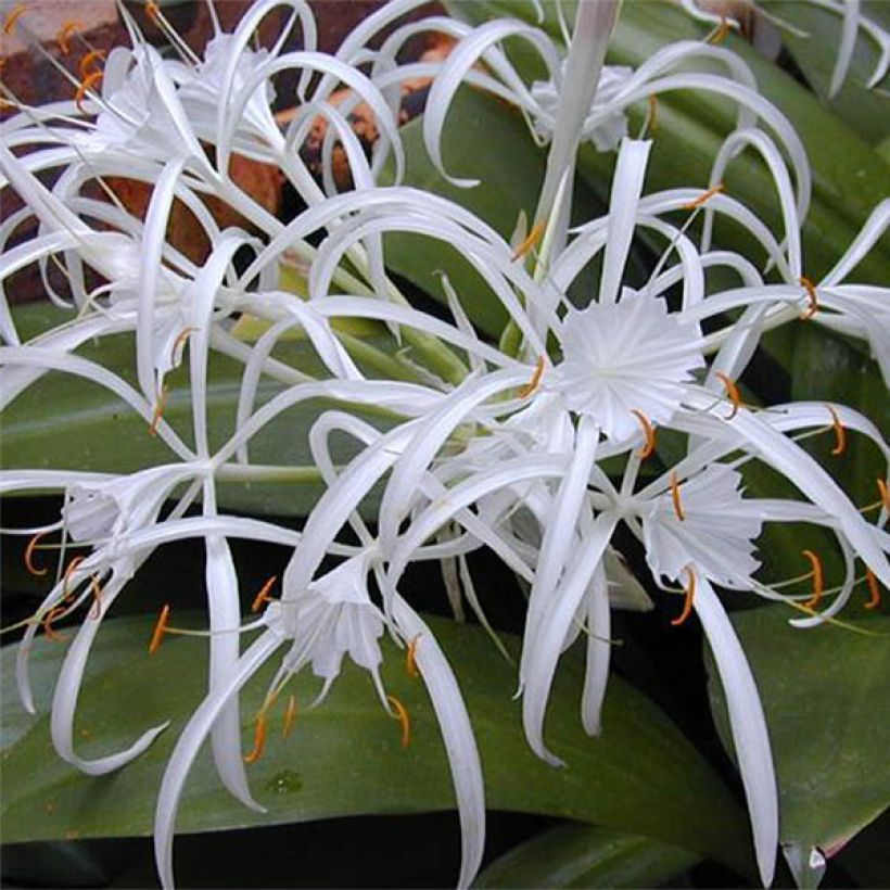 Hymenocallis longipetala (Fioritura)