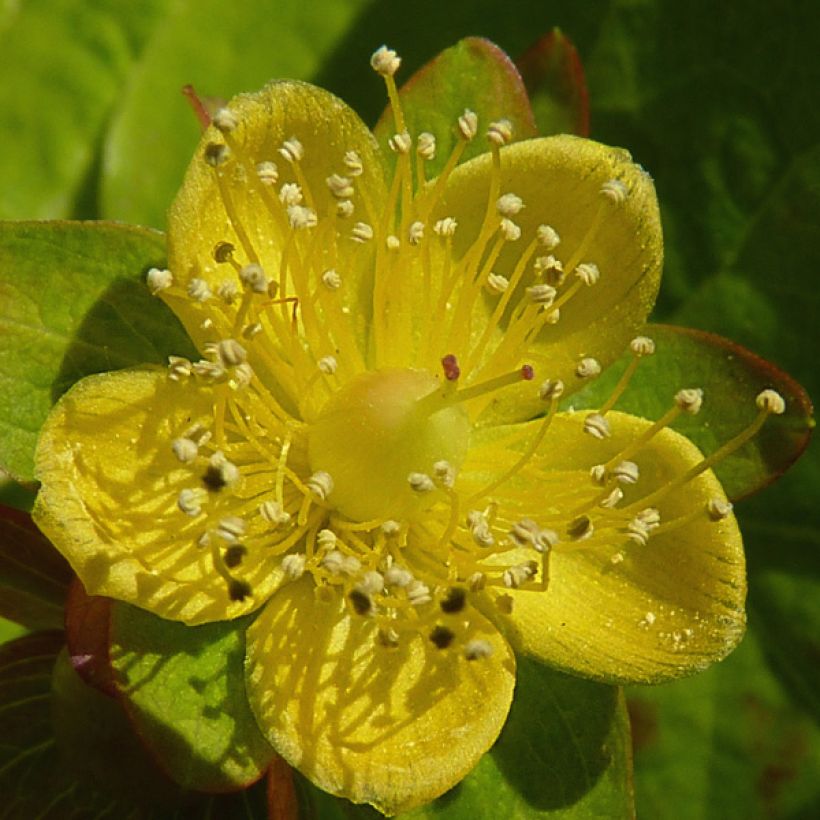 Hypericum inodorum Golden Beacon - Iperico (Fioritura)