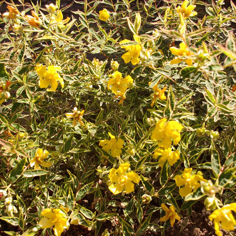 Hypericum Hidcote Limelight - Iperico (Fogliame)