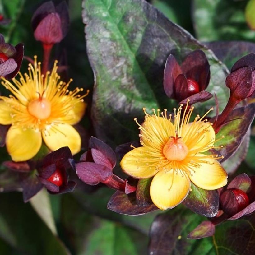 Hypericum MIRACLE Night - Iperico (Fioritura)