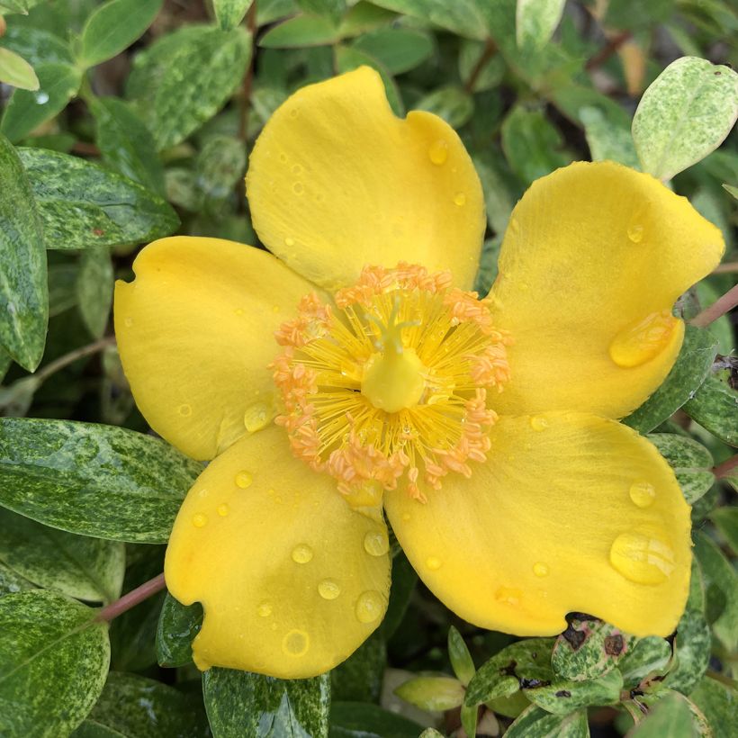 Hypericum Radiance - Iperico (Fioritura)