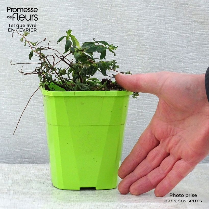 Hypericum Radiance - Millepertuis hybride panaché Pot de 1,5L esemplare consegnato in inverno