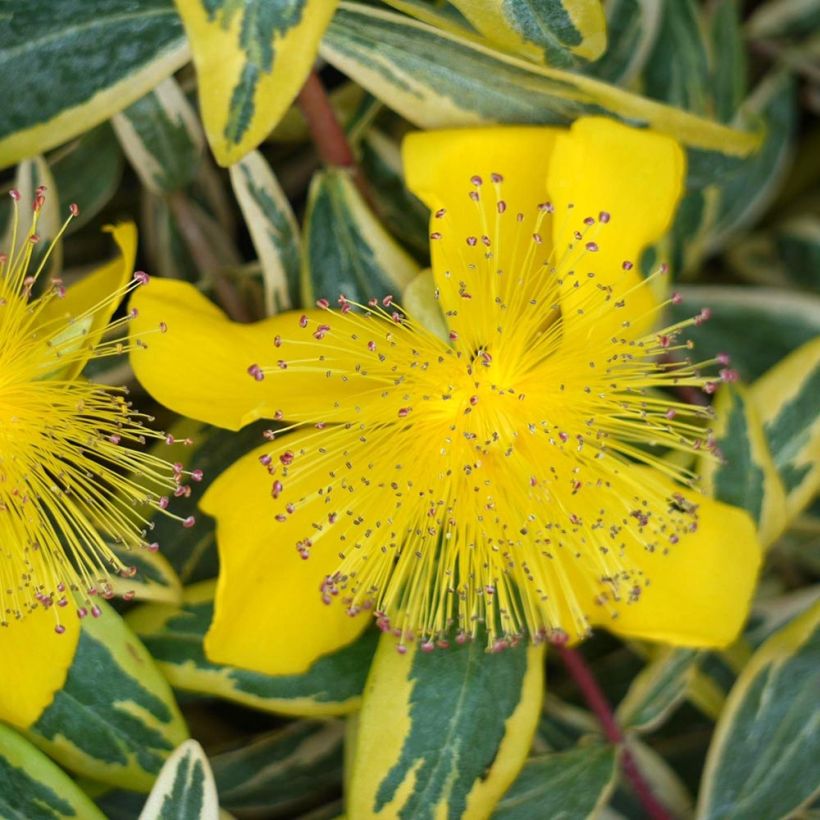 Hypericum calycinum Carnival - Iperico (Fioritura)