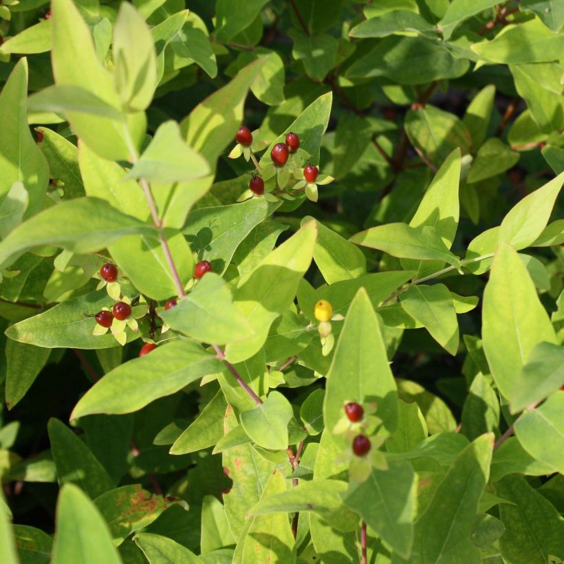 Hypericum inodorum Elstead - Iperico (Fogliame)