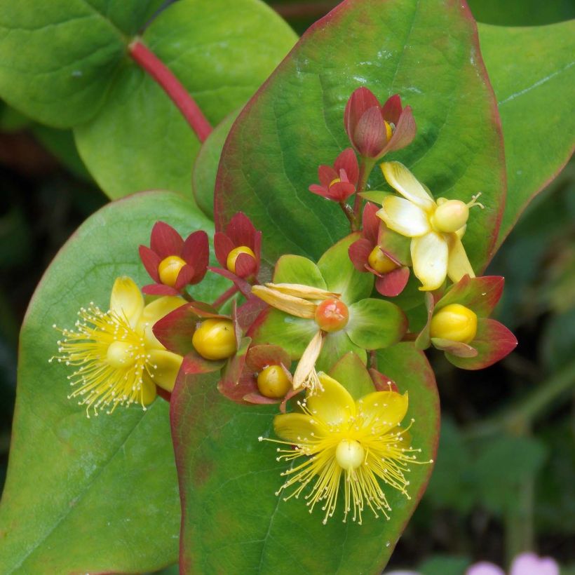 Hypericum inodorum Elstead - Iperico (Fioritura)