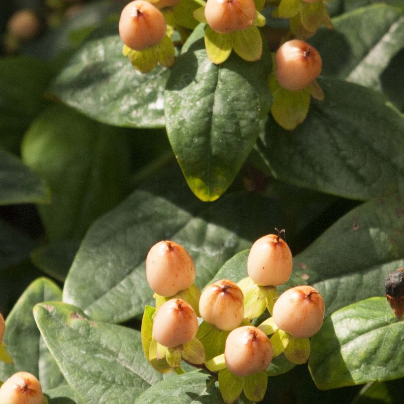 Hypericum inodorum Magical Pumpkin - Iperico (Fogliame)