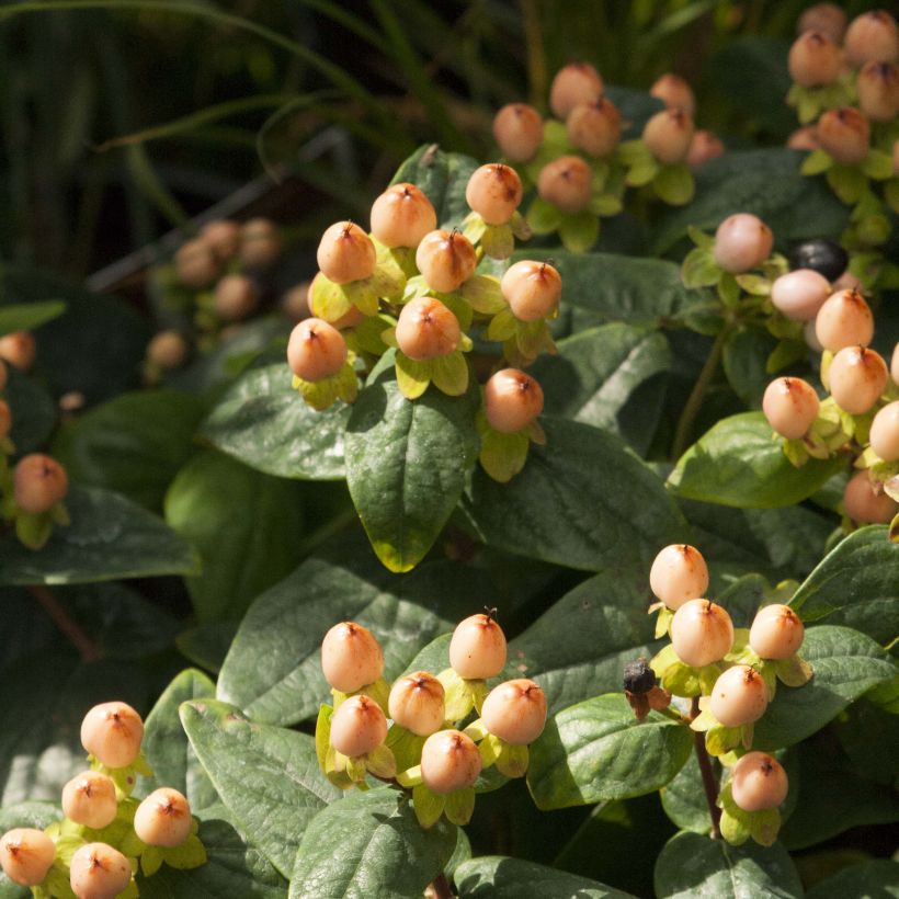 Hypericum inodorum Magical Pumpkin - Iperico (Fioritura)