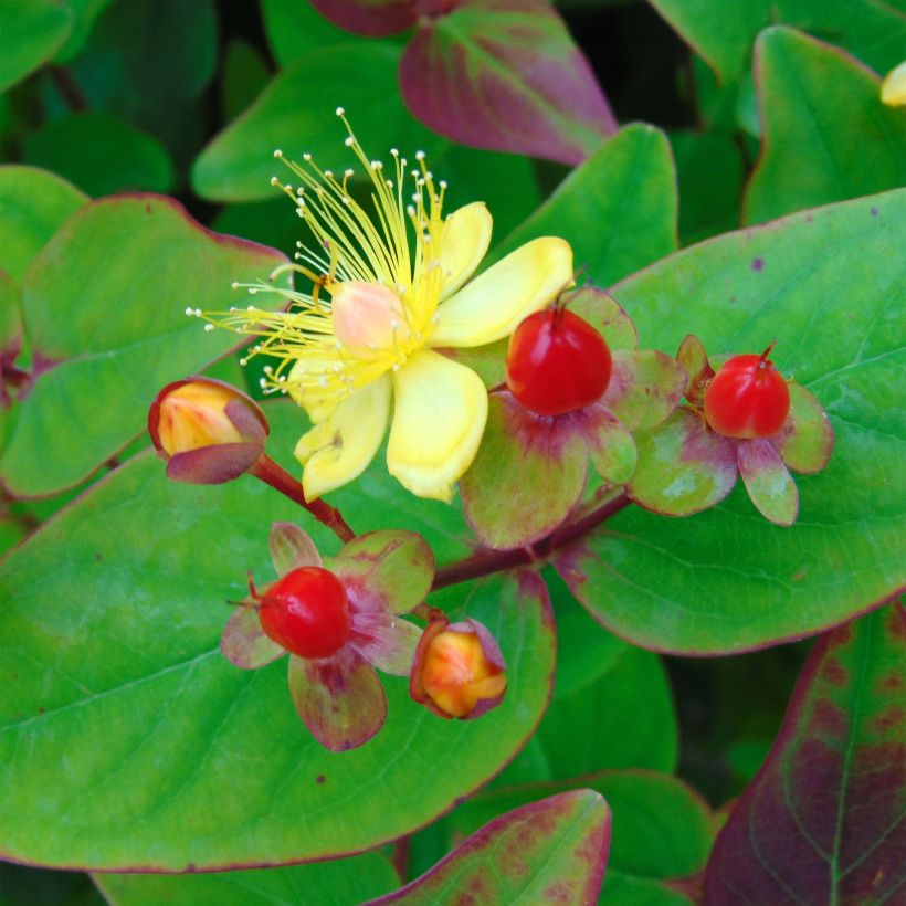 Hypericum inodorum Rheingold - Iperico (Fioritura)