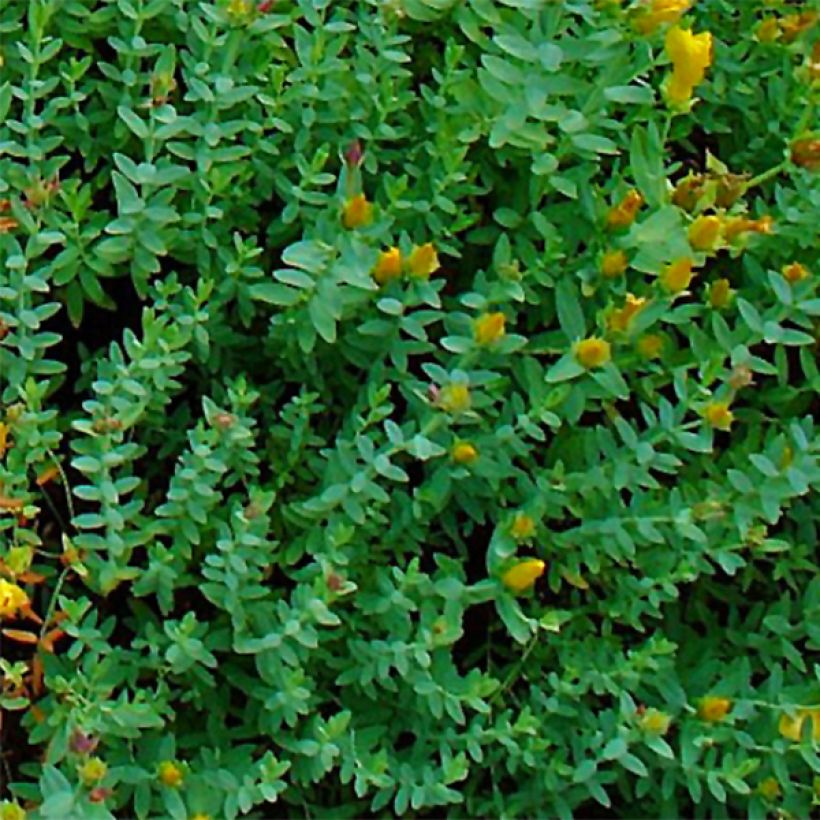 Hypericum olympicum - Iperico (Fogliame)