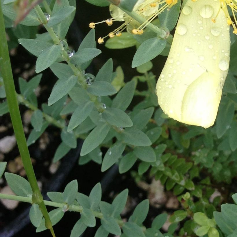 Hypericum olympicum Citrinum - Iperico (Fogliame)