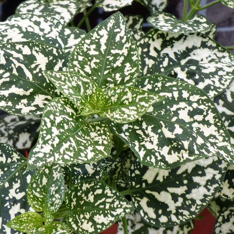 Hypoestes phyllostachya Hippo White (Fogliame)