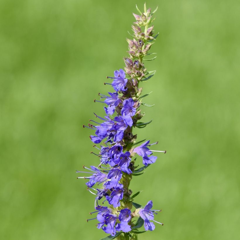 Hyssopus officinalis - Issopo (Fioritura)