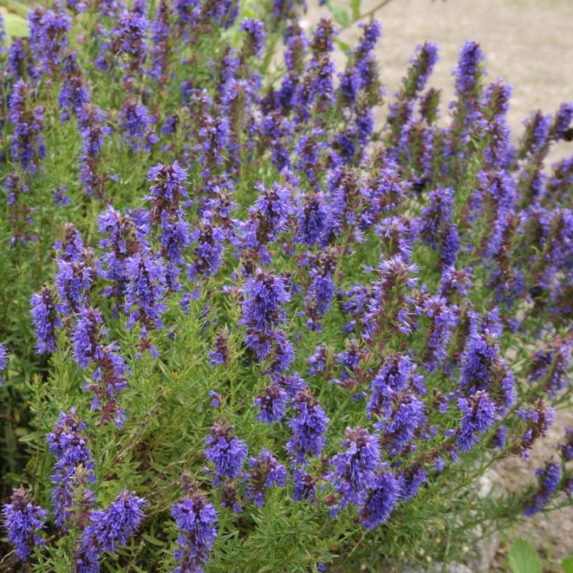 Hyssopus officinalis Bio (piante) - Issopo (Fioritura)