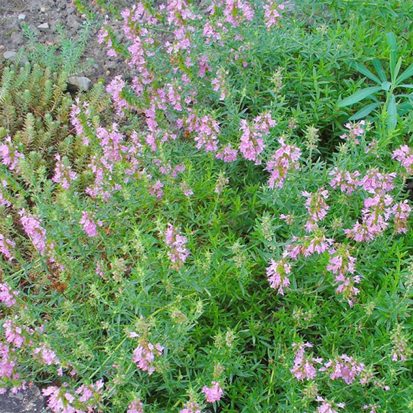 Issopo rosa - Hyssopus officinalis f. roseus (Fioritura)