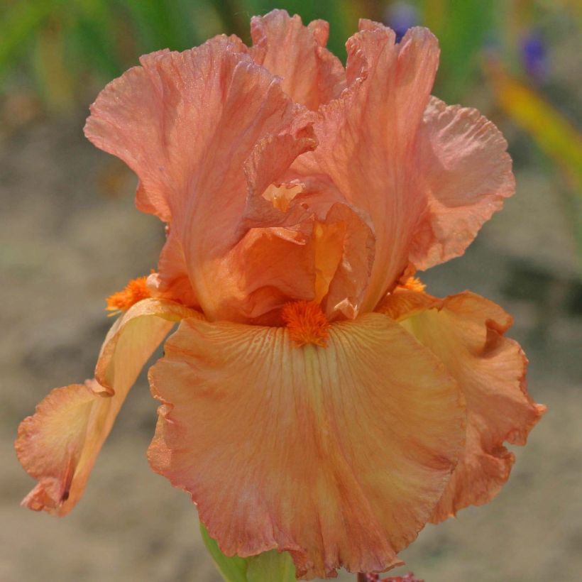 Iris germanica Copper Classic - Giaggiolo paonazzo (Fioritura)