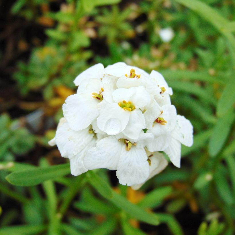 Iberis sempervirens Snowflake - Iberide sempreverde (Fioritura)