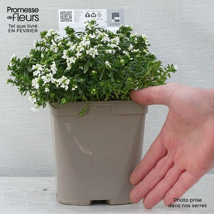 Iberis Sempervirens Snowflake en pot de 2 litres esemplare consegnato in inverno