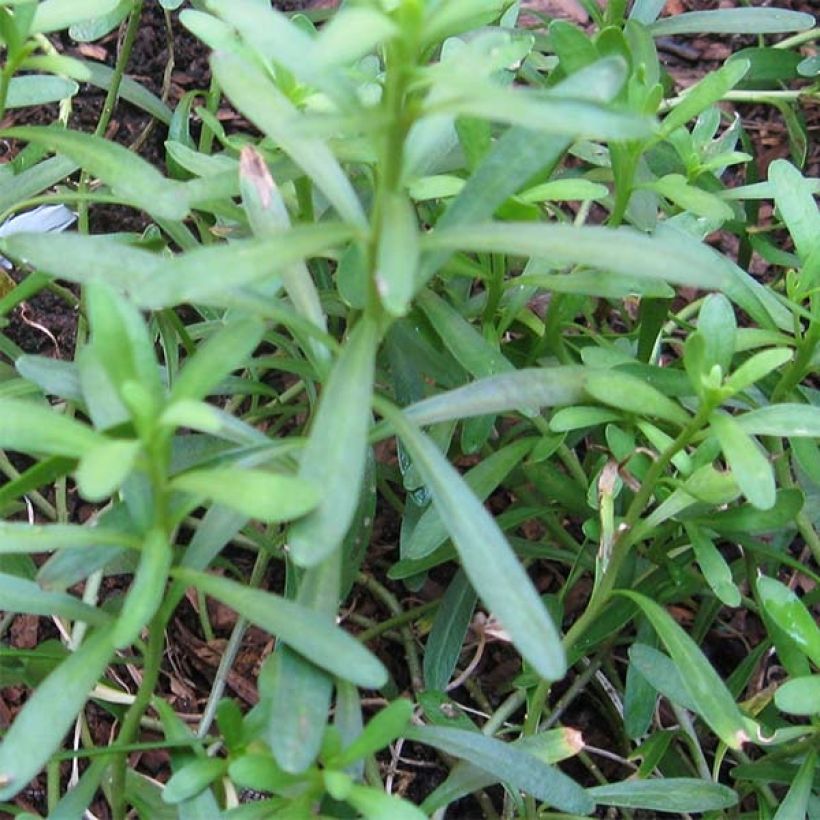 Iberis sempervirens - Iberide sempreverde (Fogliame)