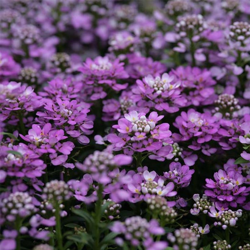 Iberis Absolutely Amethyst - Iberide rossa (Fioritura)