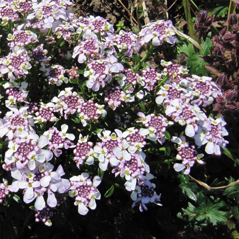 Iberis sempervirens Pink Ice - Iberide sempreverde (Fioritura)