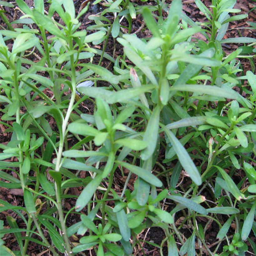 Iberis sempervirens Weisser Zwerg - Iberide sempreverde (Fogliame)