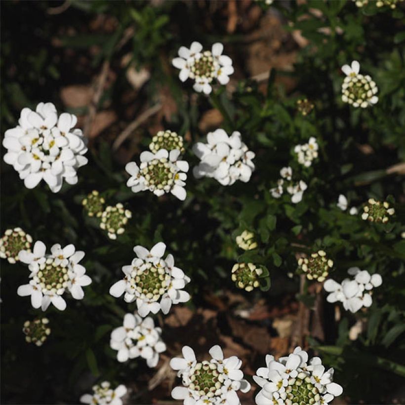 Iberis sempervirens Weisser Zwerg - Iberide sempreverde (Fioritura)