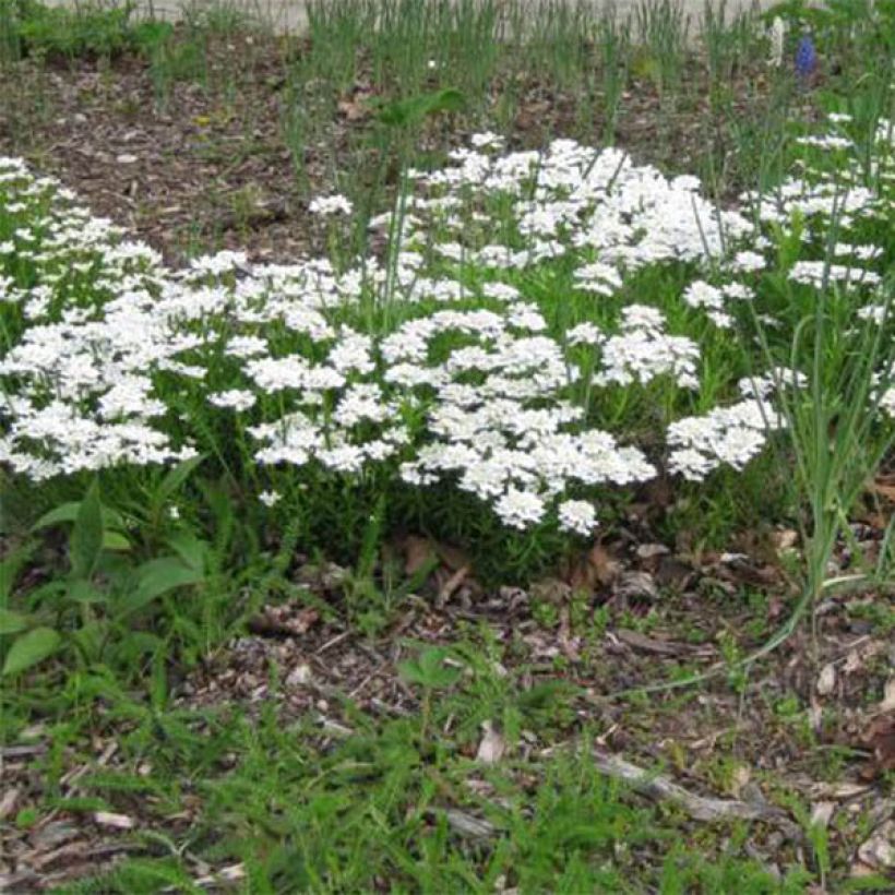 Iberis sempervirens Weisser Zwerg - Iberide sempreverde (Porto)