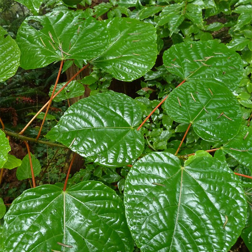 Idesia polycarpa (Fogliame)