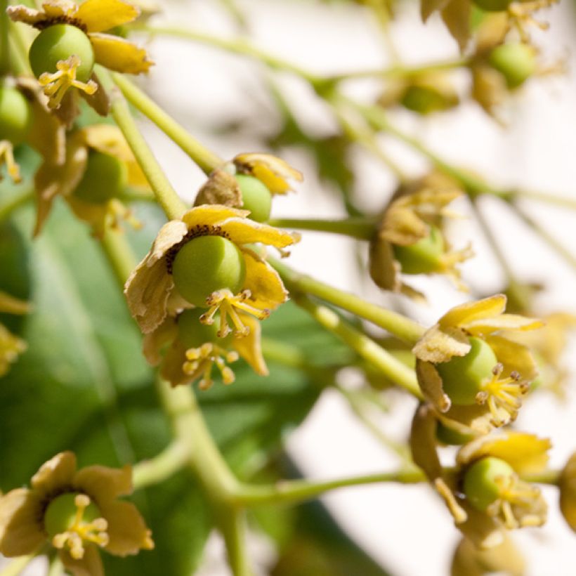 Idesia polycarpa (Fioritura)