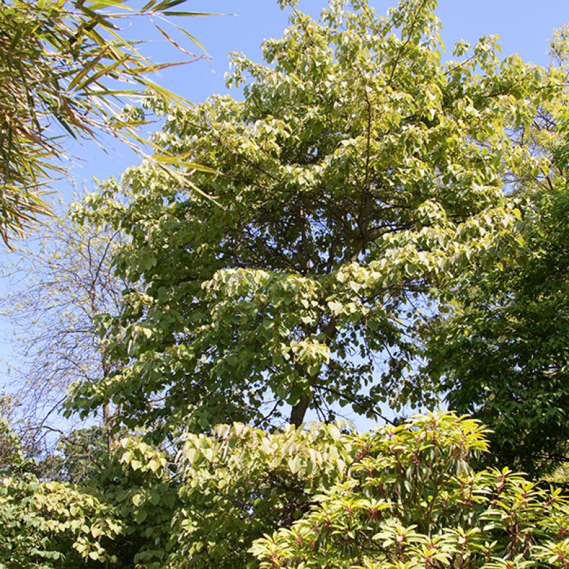 Idesia polycarpa (Porto)