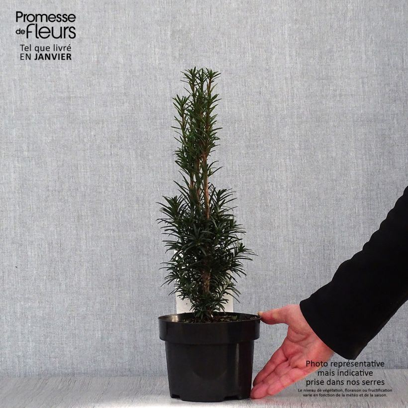 If commun - Taxus baccata Black Tower en pot de 2l/3l esemplare consegnato in inverno