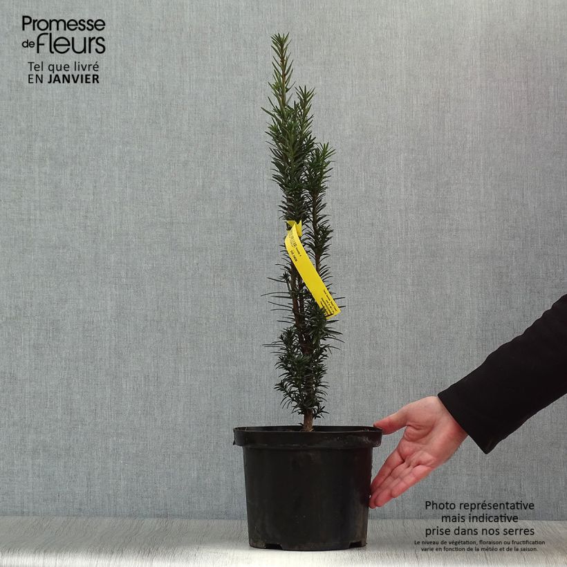 If commun - Taxus baccata Black Tower en pot de 4l/5l esemplare consegnato in inverno