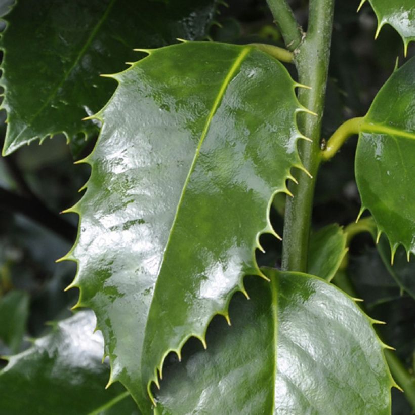 Ilex koehneana Castaenifolia - Agrifoglio (Fogliame)