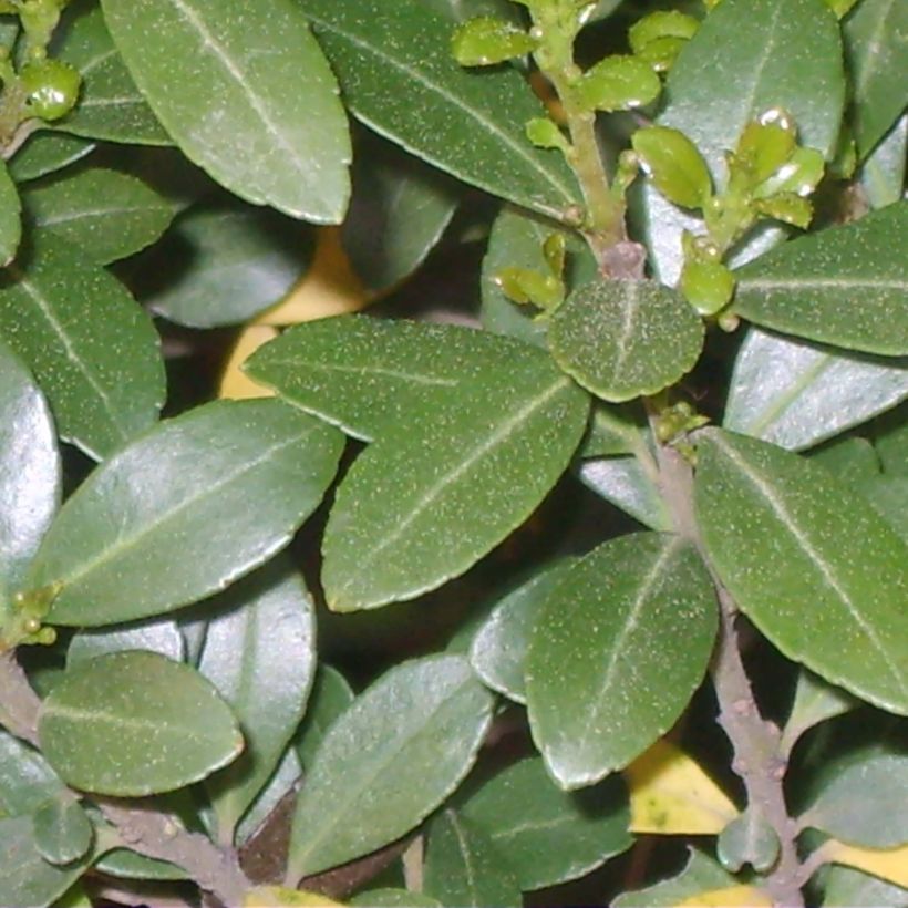 Ilex crenata Green Hedge - Agrifoglio giapponese (Fogliame)