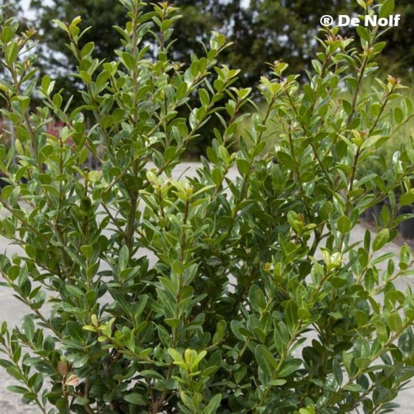 Ilex crenata Caroline Upright - Agrifoglio giapponese (Fogliame)