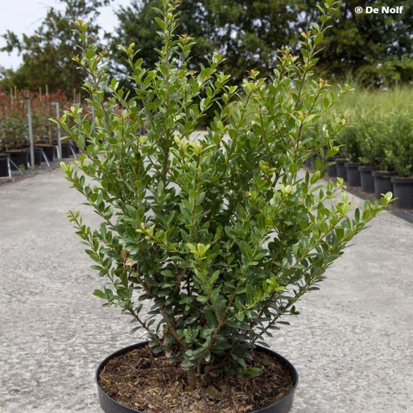 Ilex crenata Caroline Upright - Agrifoglio giapponese (Porto)