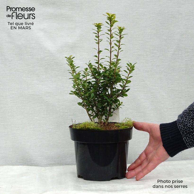 Ilex crenata Caroline Upright - Houx crénelé Pot de 2L/3L esemplare consegnato in inverno