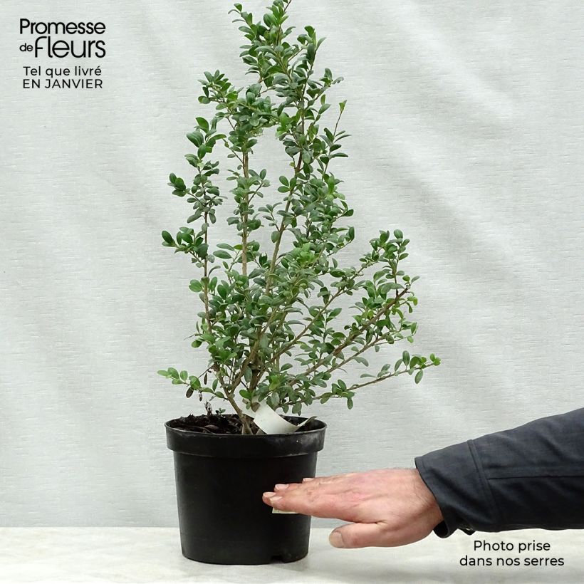 Houx crénelé - Ilex crenata Convexa 40/50cm en pot de 3L esemplare consegnato in inverno