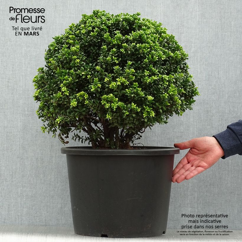 Houx crénelé - Ilex crenata Convexa taillé en boule de diamètre 50/+ cm en pot de 7,5L/10L esemplare consegnato in primavera