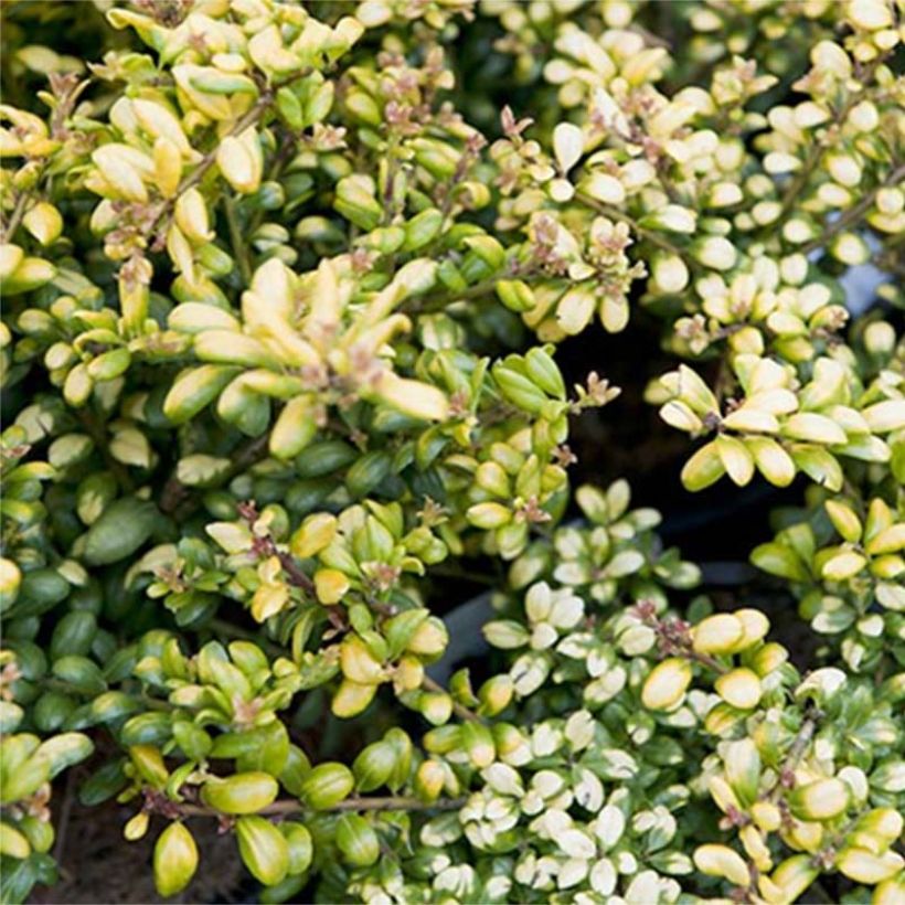 Ilex crenata Convexed Gold - Agrifoglio giapponese (Fogliame)