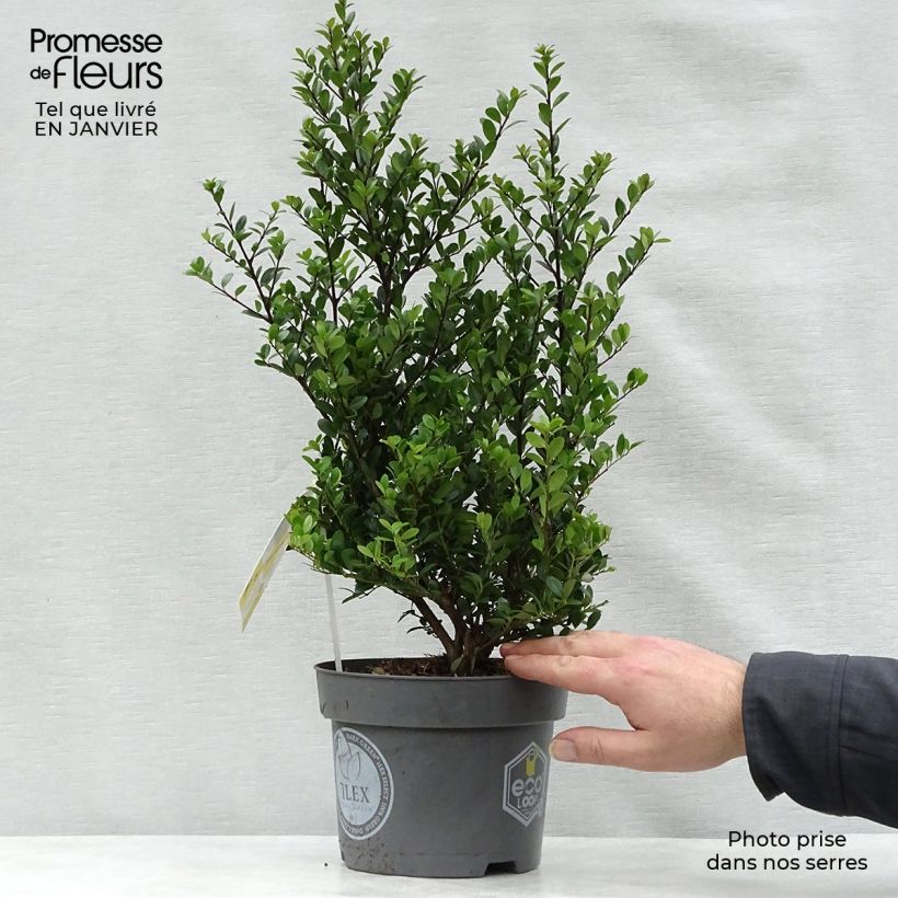 Houx crénelé - Ilex crenata Dark Green  Pot de 2L/3L Touffe esemplare consegnato in inverno