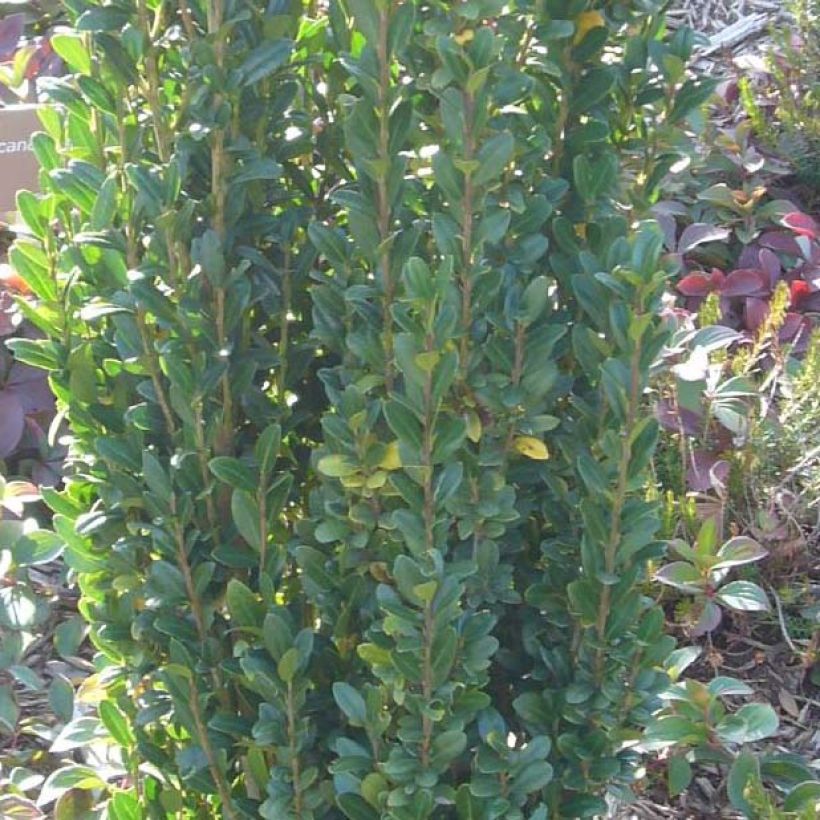 Ilex crenata Fastigiata - Agrifoglio giapponese (Fogliame)