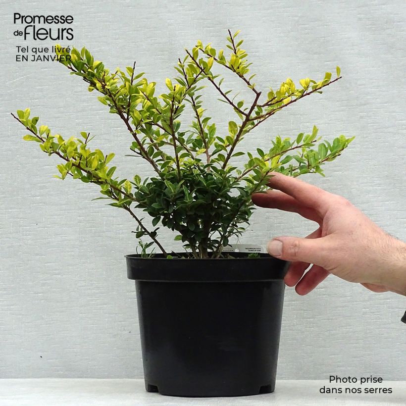 Houx crénelé - Ilex crenata Golden Gem Pot de 2L/3L esemplare consegnato in inverno