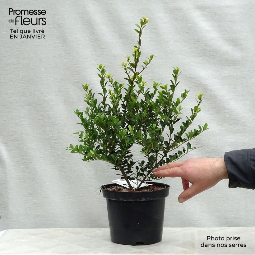 Houx crénelé - Ilex crenata Green Hedge 30/40cm en pot de 2L/3L esemplare consegnato in inverno